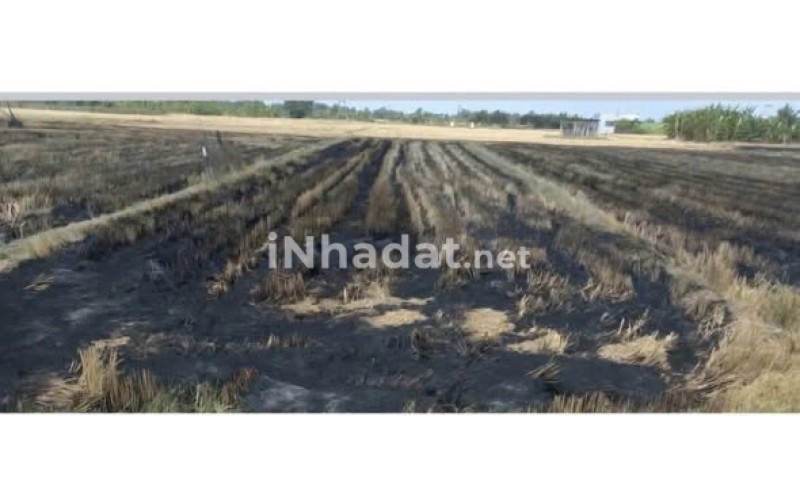 BÁN ĐẤT THỦ THỪA, LONG AN – DIỆN TÍCH KHỦNG 1000M² – SÁT VÁCH KCN HÒA BÌNH – GIÁ ĐẦU TƯ CHỈ 2.3 TR/M²
