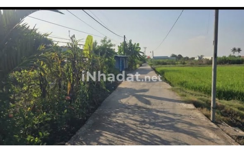 BÁN ĐẤT THỦ THỪA, LONG AN – DIỆN TÍCH KHỦNG 1000M² – SÁT VÁCH KCN HÒA BÌNH – GIÁ ĐẦU TƯ CHỈ 2.3 TR/M²
