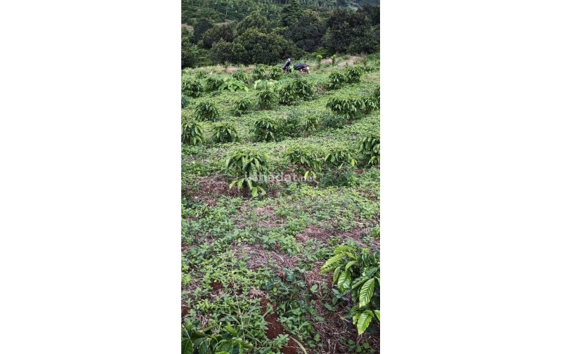 BÁN ĐẤT TRANG TRẠI 2,4HA, TUY ĐỨC, LÂM ĐỒNG, CÓ NHÀ VÀ CÀ PHÊ ĐANG THU HOẠCH