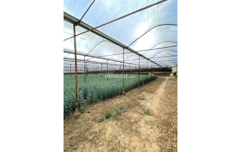 Bán Đất 4.000m² Hồ Than Thở, Đà Lạt – View Đồi Thông