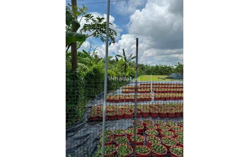 Bán Đất Mặt Tiền Huyện 90C, Mỹ Phong – Giá 1,05 Tỷ
