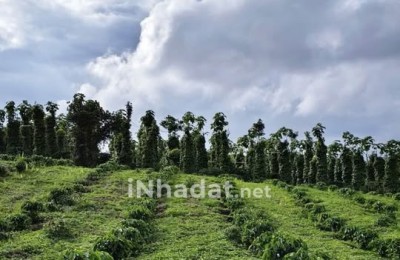 BÁN ĐẤT TRANG TRẠI 2,4HA, TUY ĐỨC, LÂM ĐỒNG, CÓ NHÀ VÀ CÀ PHÊ ĐANG THU HOẠCH
